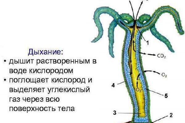 Кракен не работает сегодня